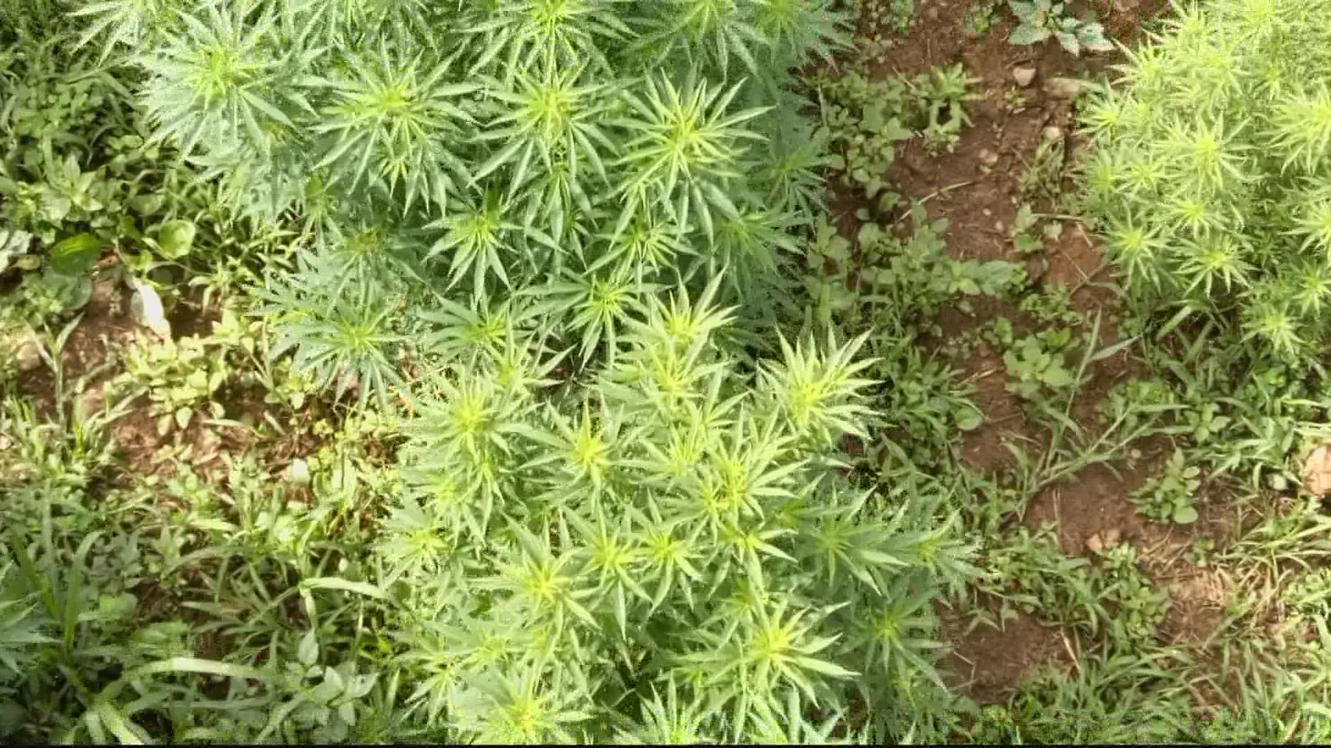 Hemp producers are starting to move to North Carolina and Tennessee after the crackdown by Virginia's Attorney General.