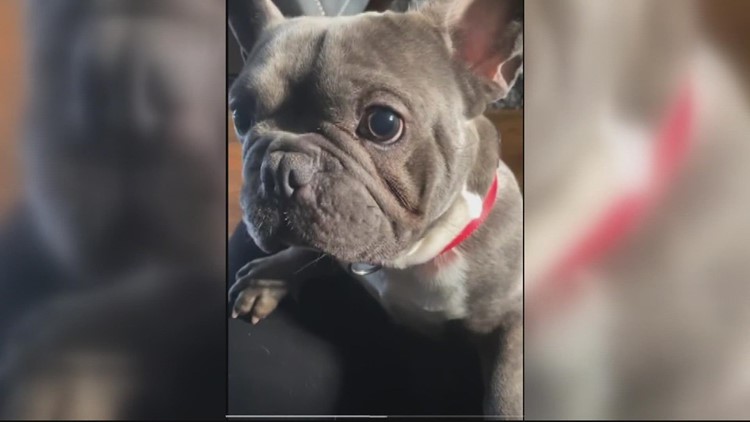 Missing French bulldog Bruno found dead in Prince George's Co.