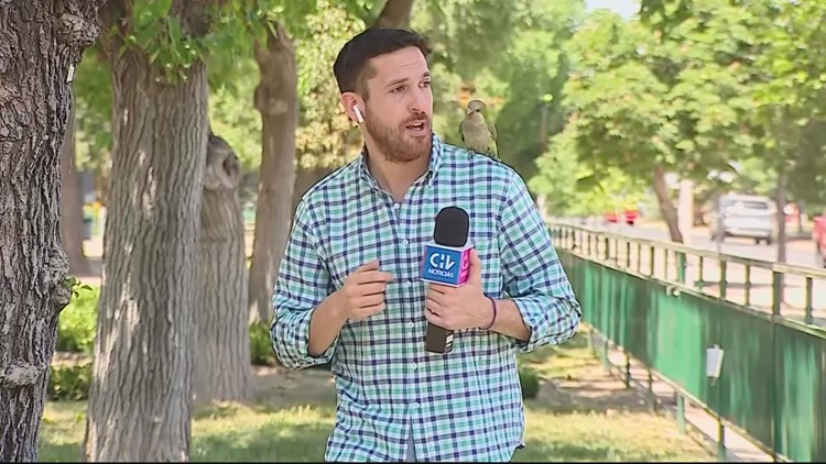 Watch: Parrot steals Chilean reporter's earphone during broadcast about theft