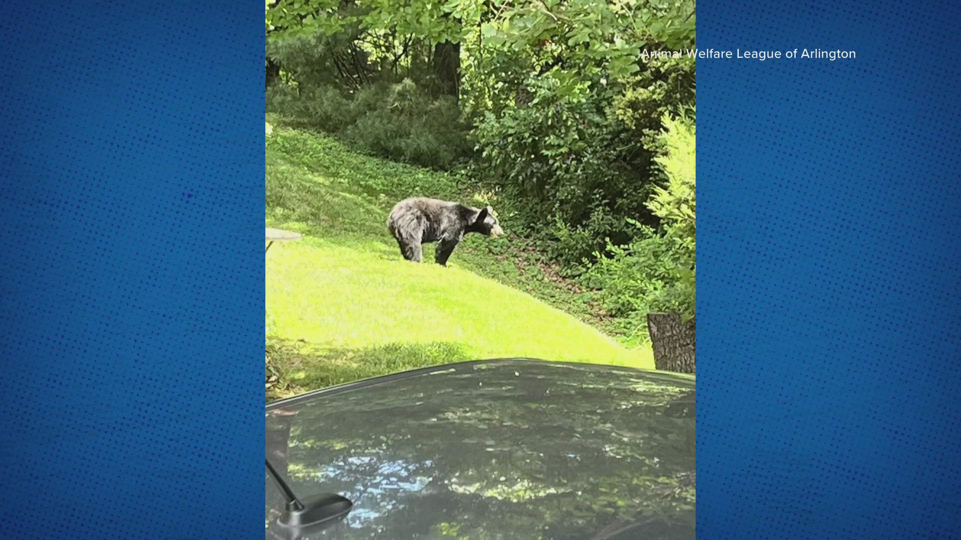 The black bear was spotted in our area between June 6-8.