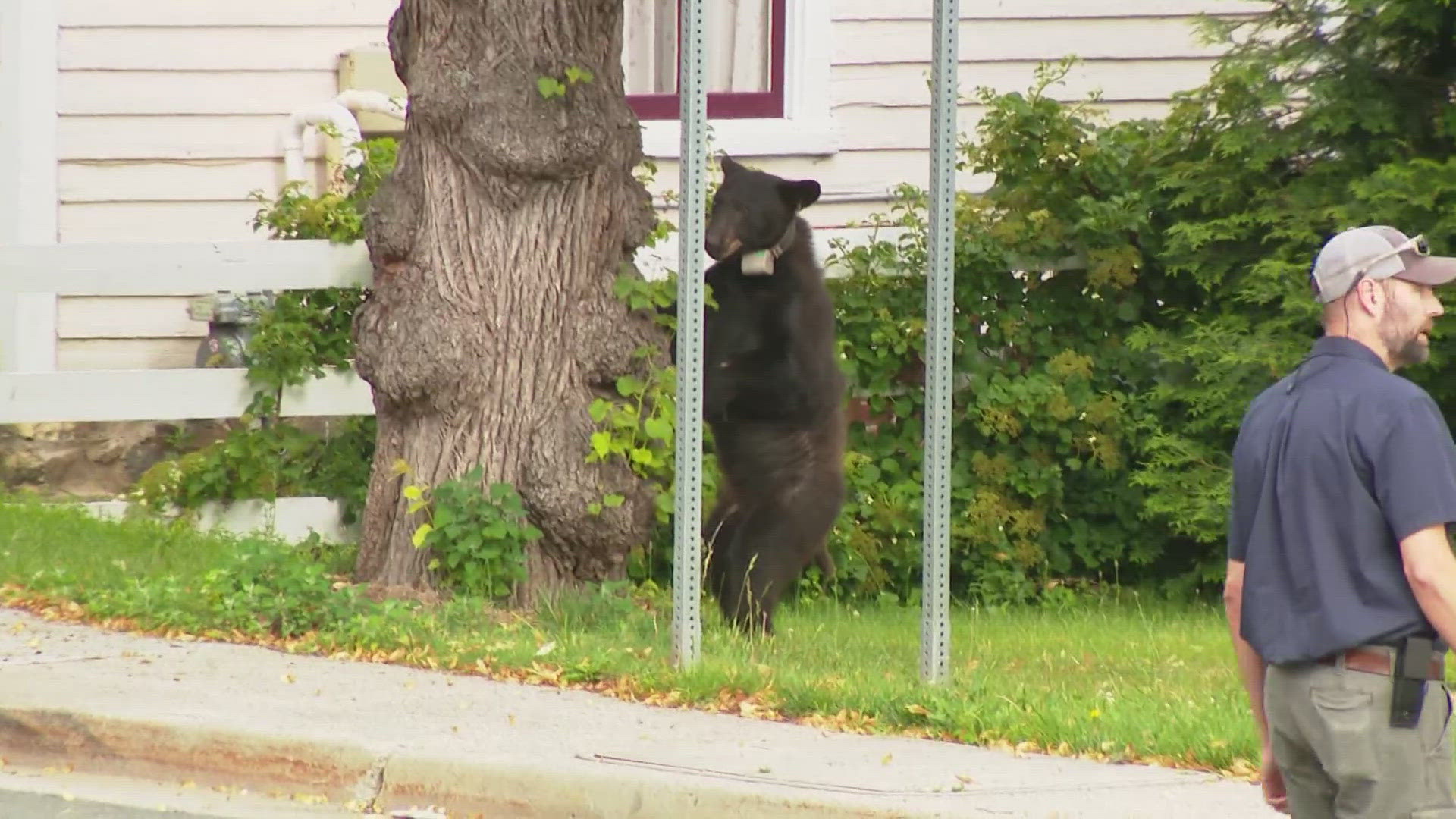 Shortly before 7 p.m., authorities subdued Elden, who fell from the tree onto a tarp below.