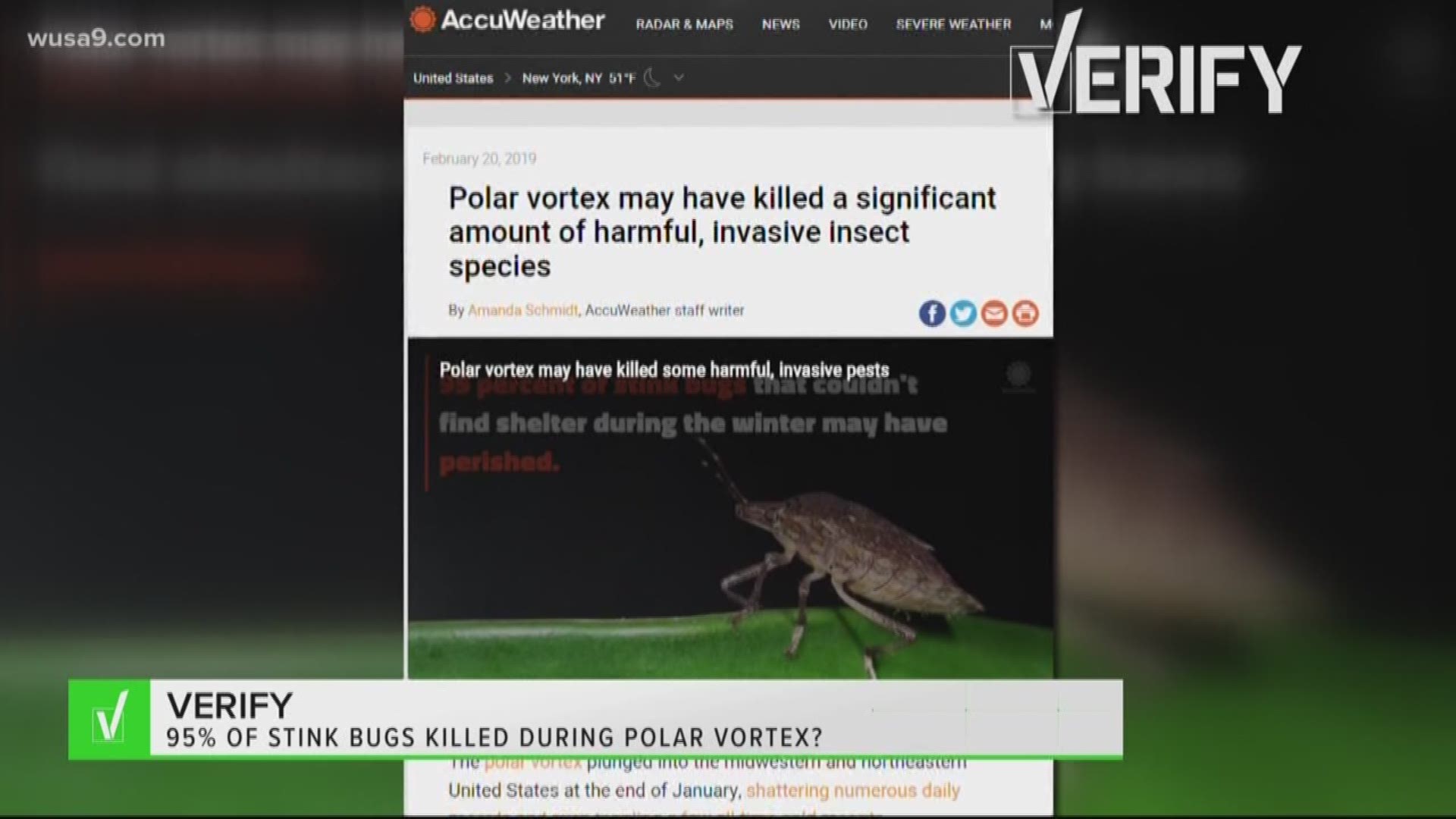 The Verify team got the facts on a report that recently claimed the polar vortex may have killed off 95 percent of the stink bug population.