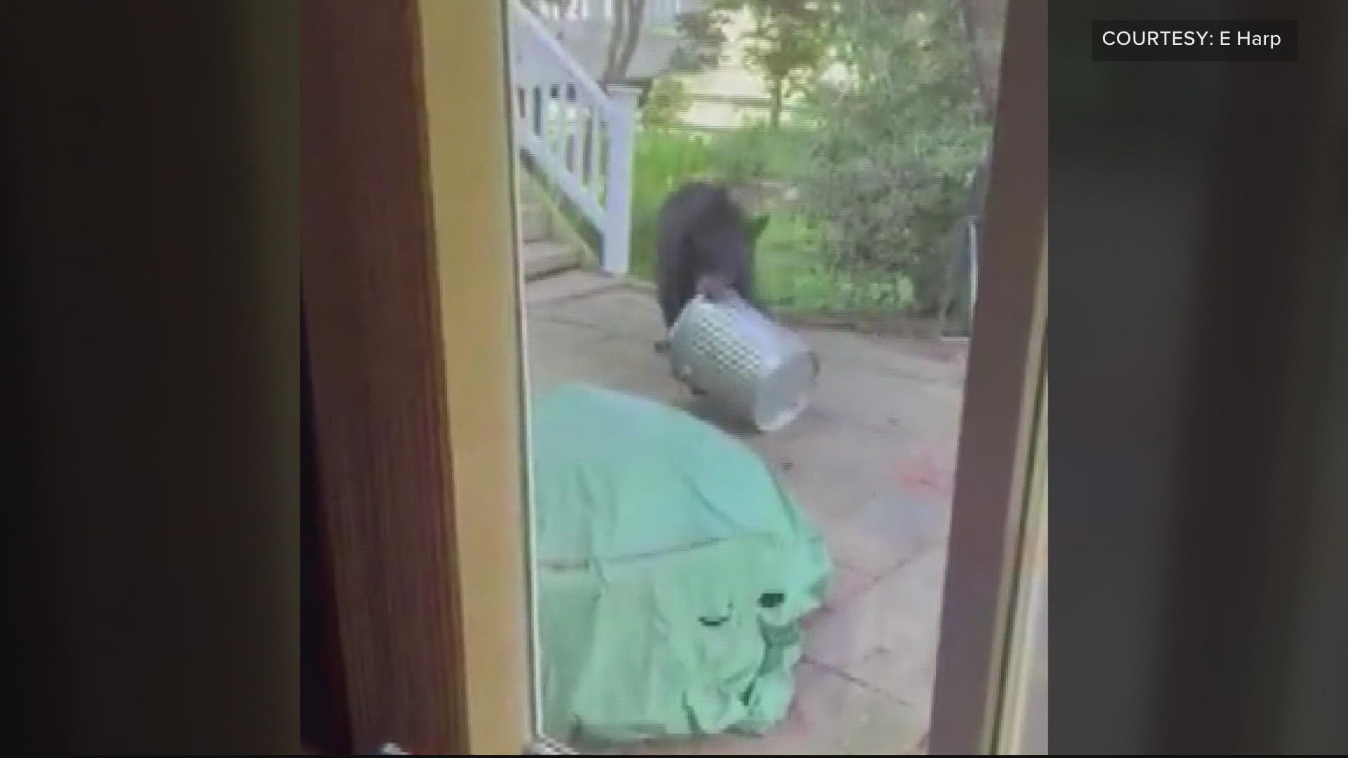 Black bear spotted in Olney approaching home, poking through garbage