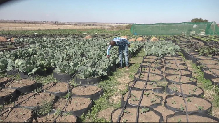 Black farmers fight for resources, training and land in South Africa