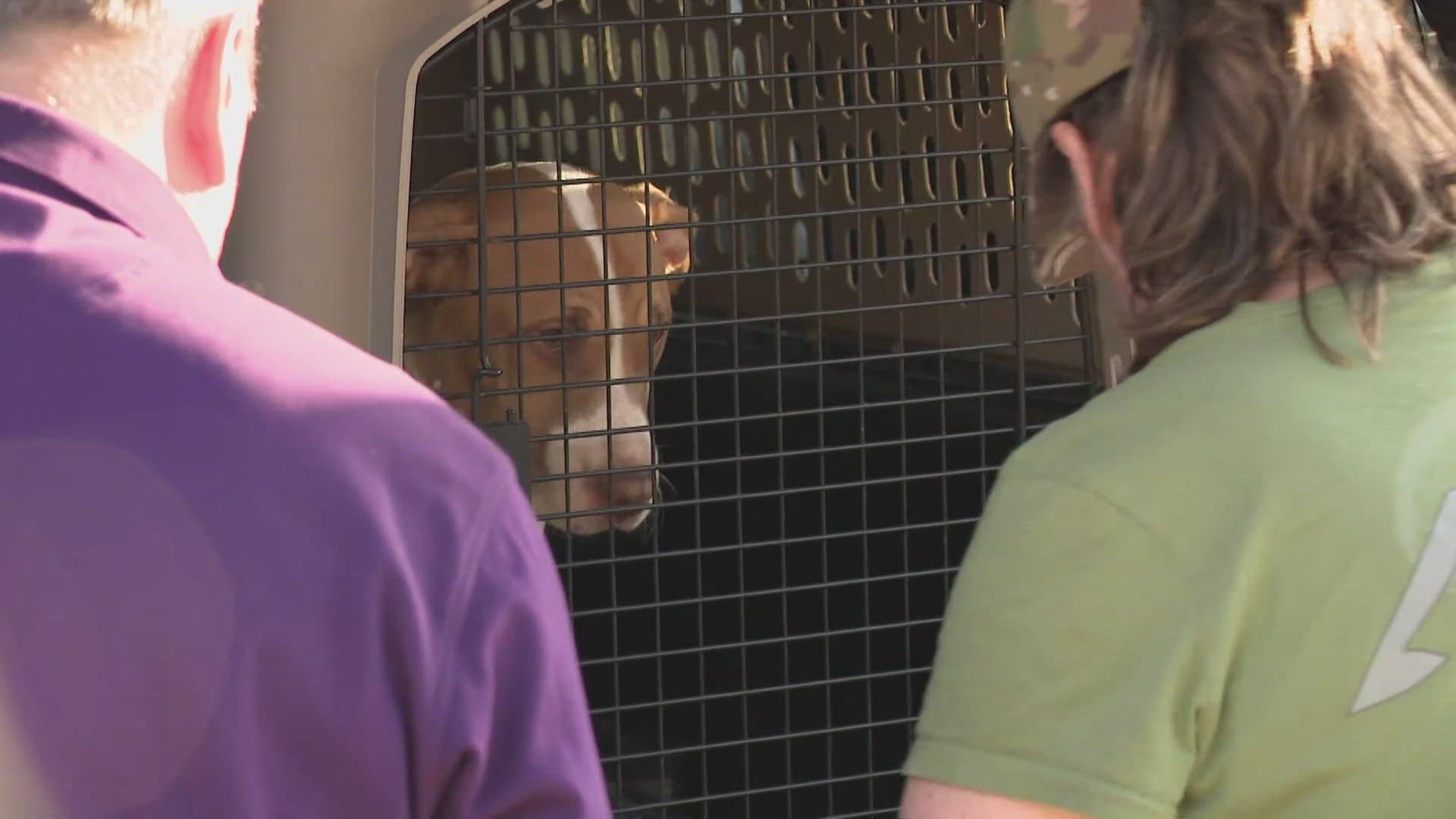 Right now the animal shelter needs your help. Here's what you can do. 