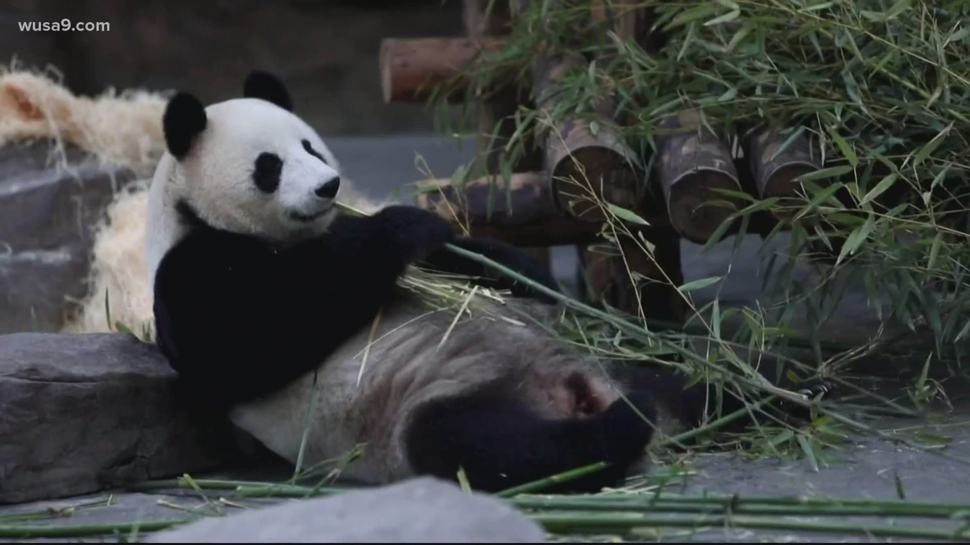 Pandas staying in DC longer, return to China in 2023 
