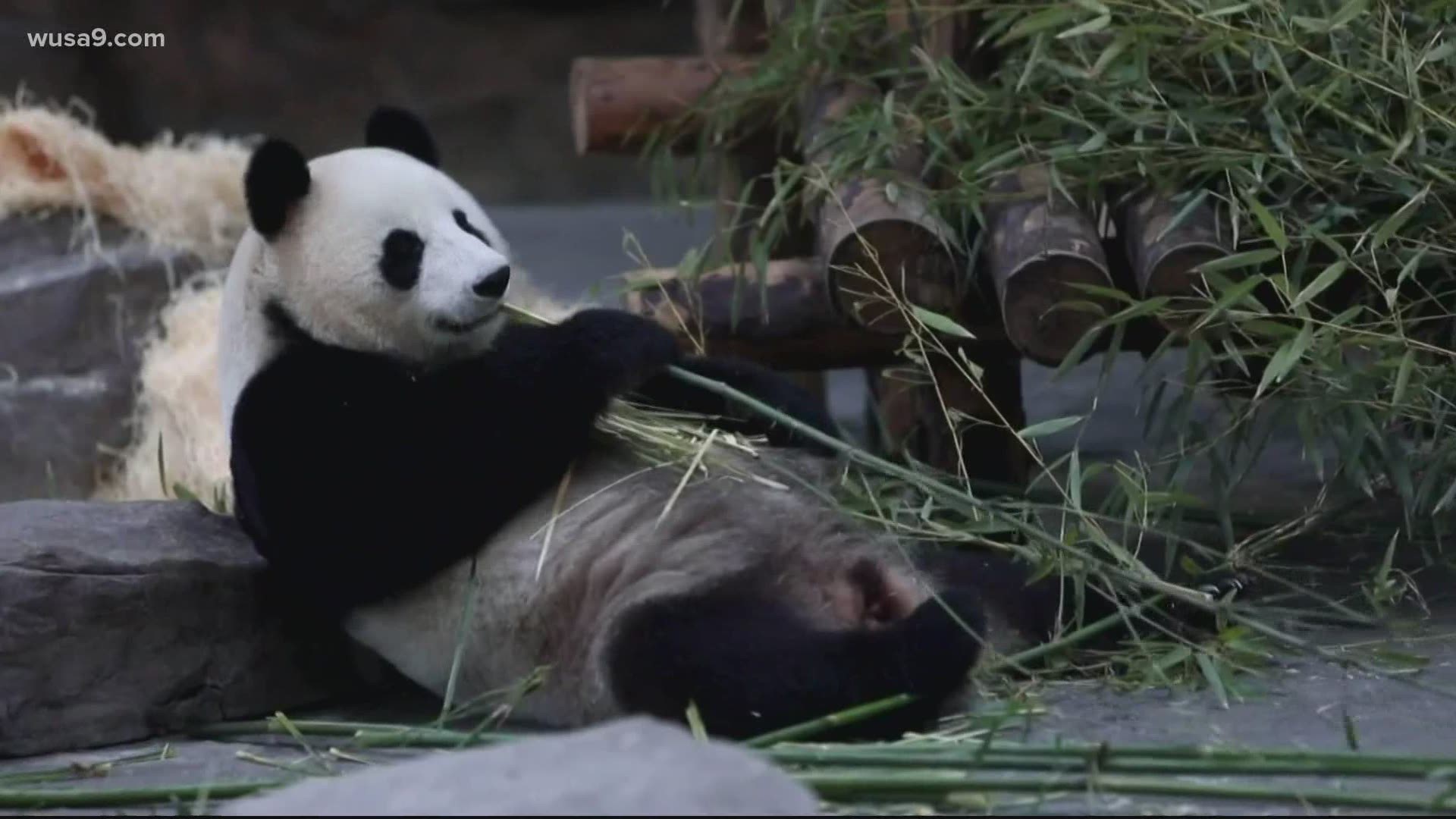 The Pandas Will Leave The National Zoo By Mid-November