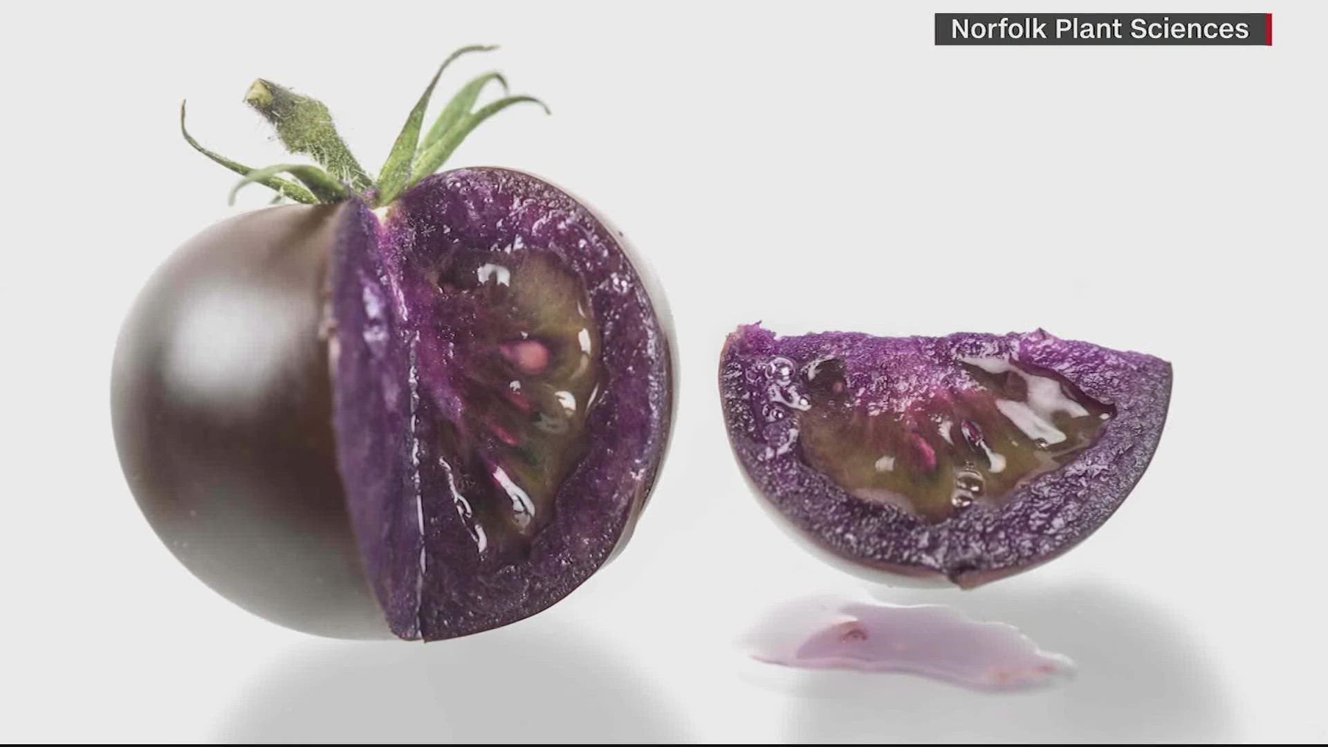 The USDA has approved a genetically modified purple tomato, clearing the path for the unique fruit to be sold in American stores next year.