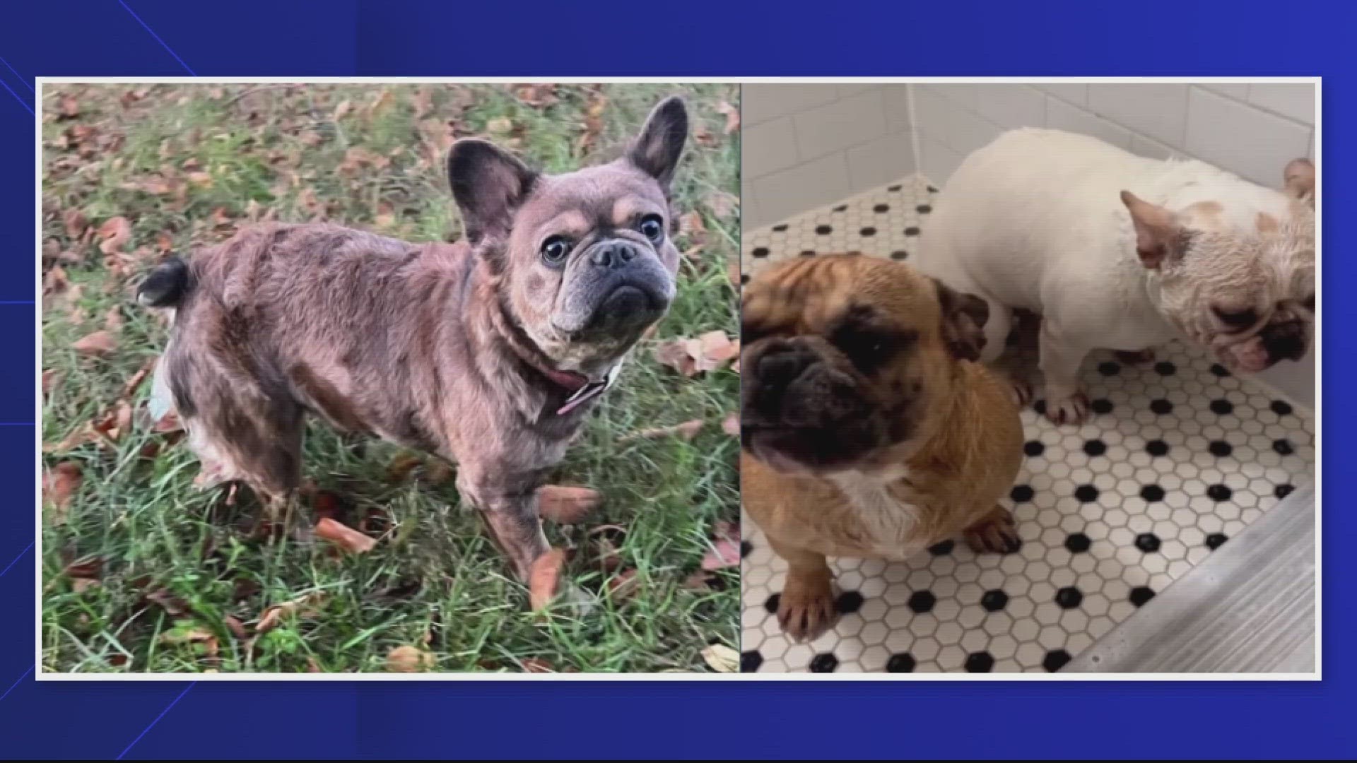 Police are seeking the public’s assistance in identifying three suspects involved in the theft of three French Bulldogs.