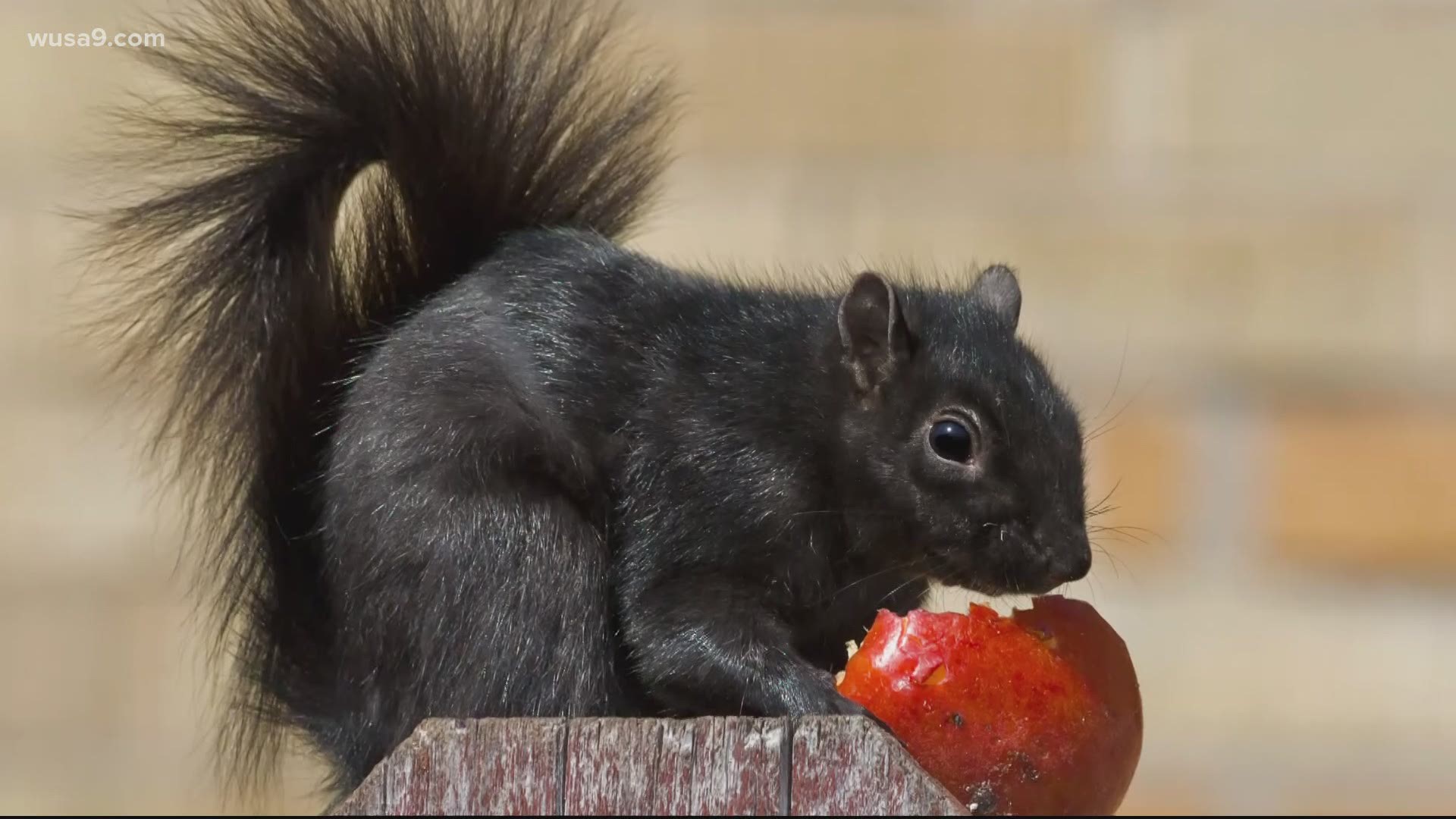 Ever wonder how Black Squirrels ended up in the DC area.  Lorenzo Hall talks with City Wildlife's expert, Jim Monsma, to find out.