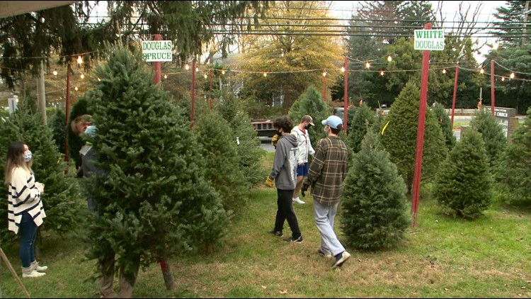 Here's where you can shop for Christmas trees across the DMV