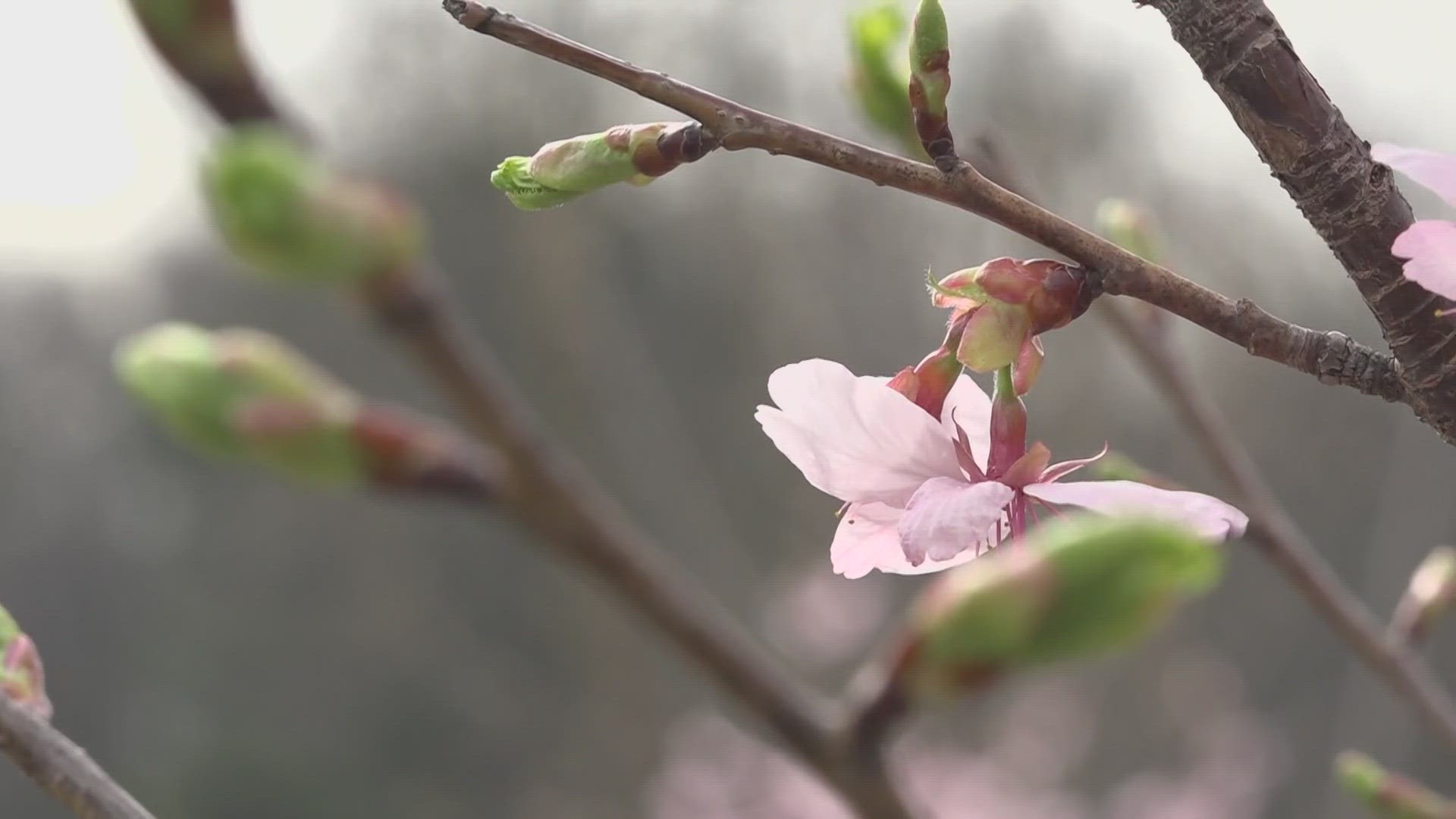 It seems like the National Cherry Blossom Festival grows larger and brings more tourists to DC each year.