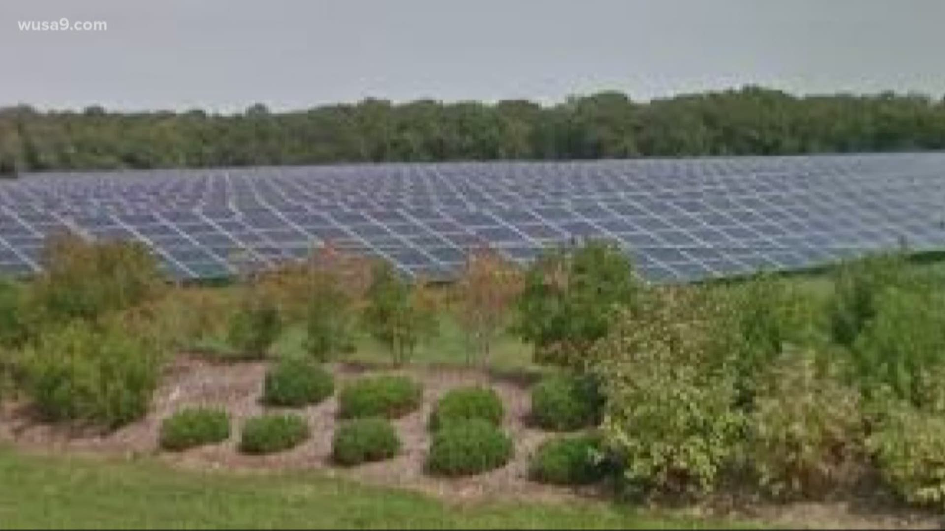 The largest solar plant east of the Rockies could be coming to Spotsylvania County, Virginia.