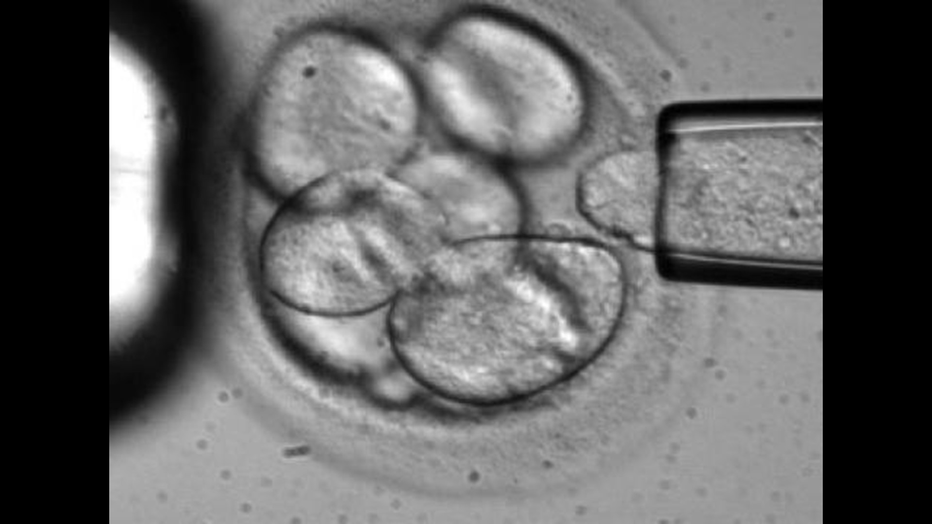 Frozen human embryos can legally be considered property, or “chattel,” a Virginia judge has ruled, basing his decision in part on a 19th century law.