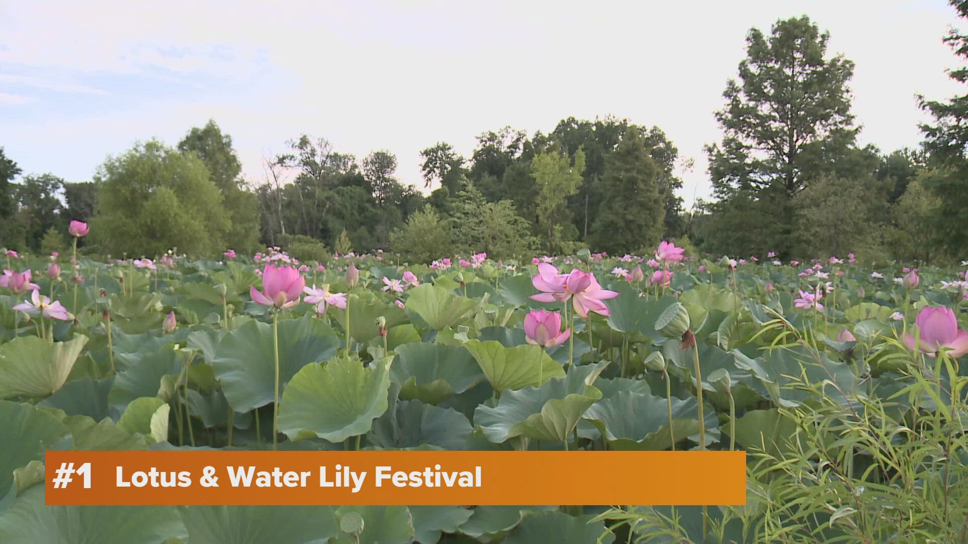 Here's a list of some fun things to do around the DMV area this weekend. 