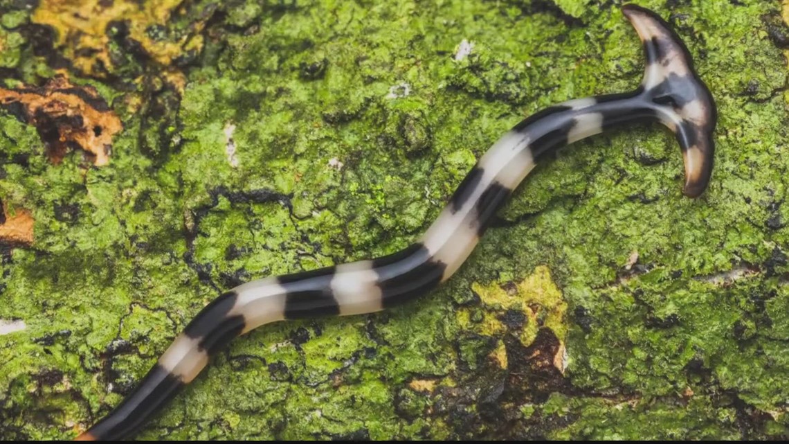 These hammerhead worms are slithering into the DMV