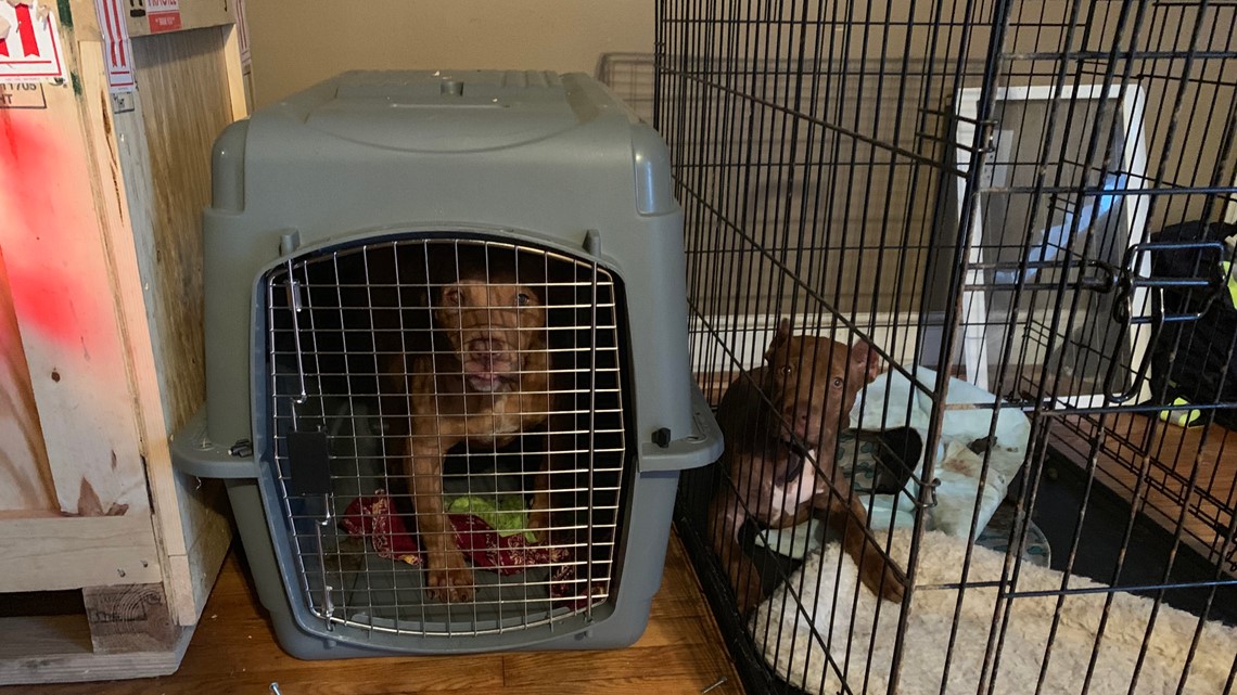 Six dogs rescued from poor, unsanitary conditions in Northeast home ...