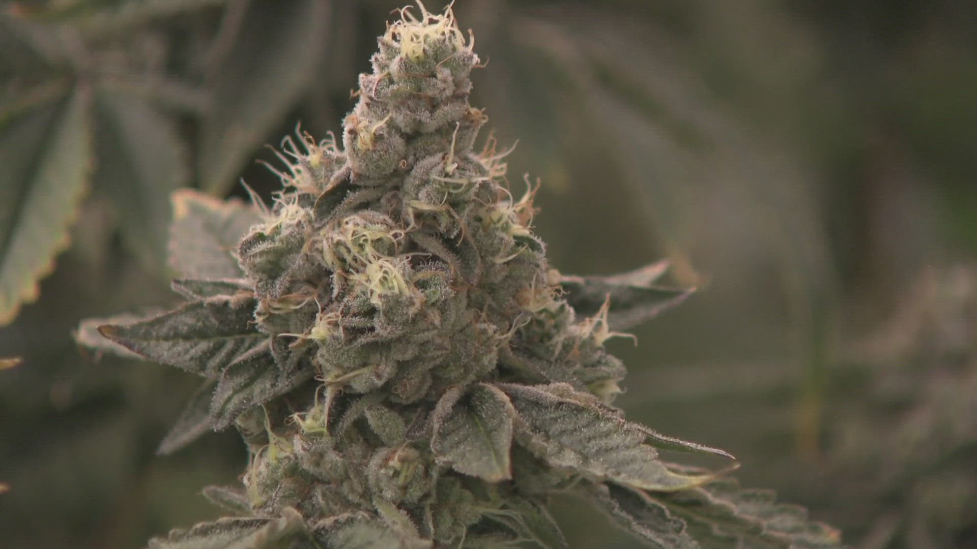 wusa9.com - Matthew Torres - Virginia lawmakers prioritize legalizing recreational marijuana sales with a new framework