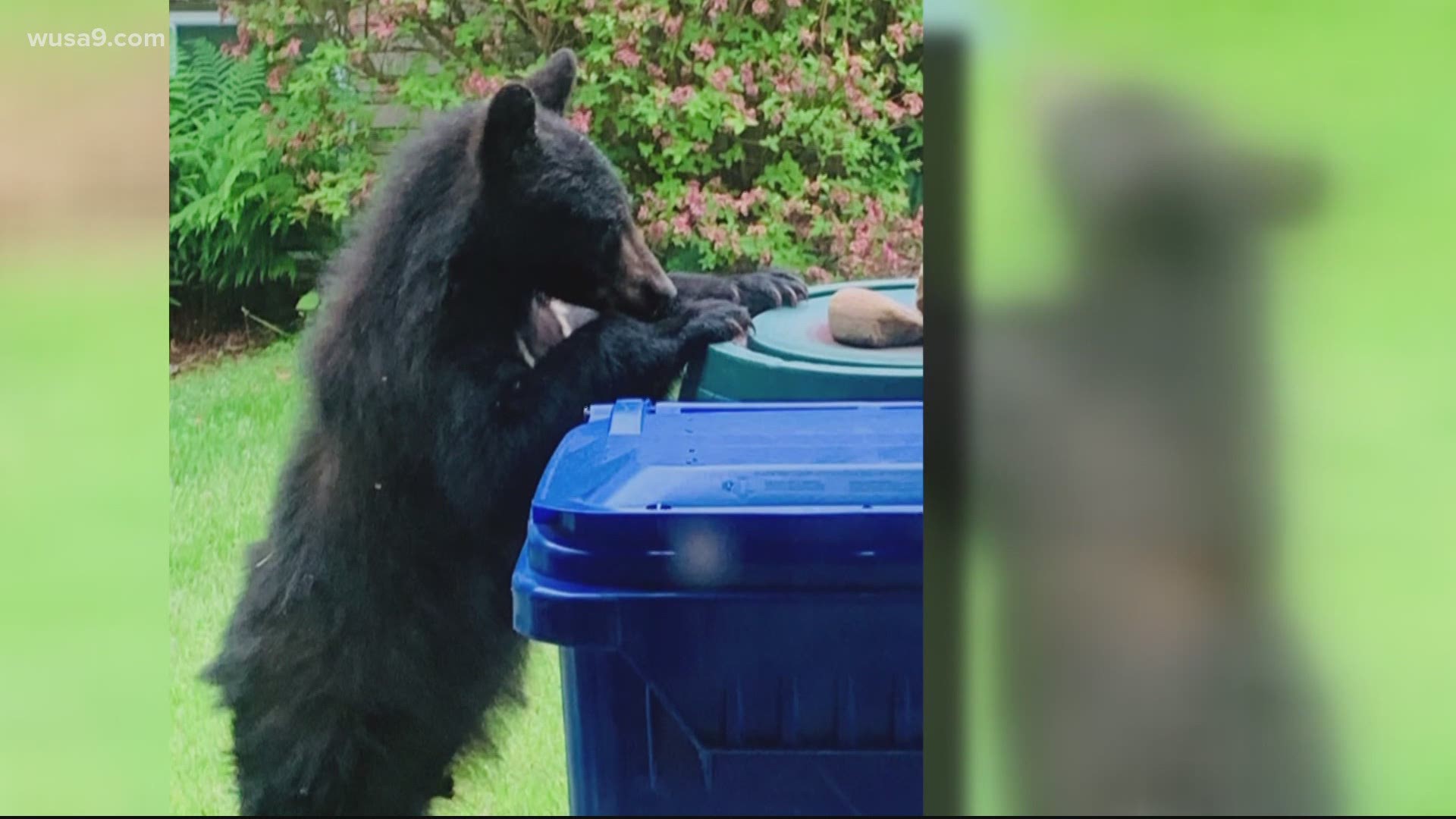 Bear sightings in Montgomery County, preventing encounters