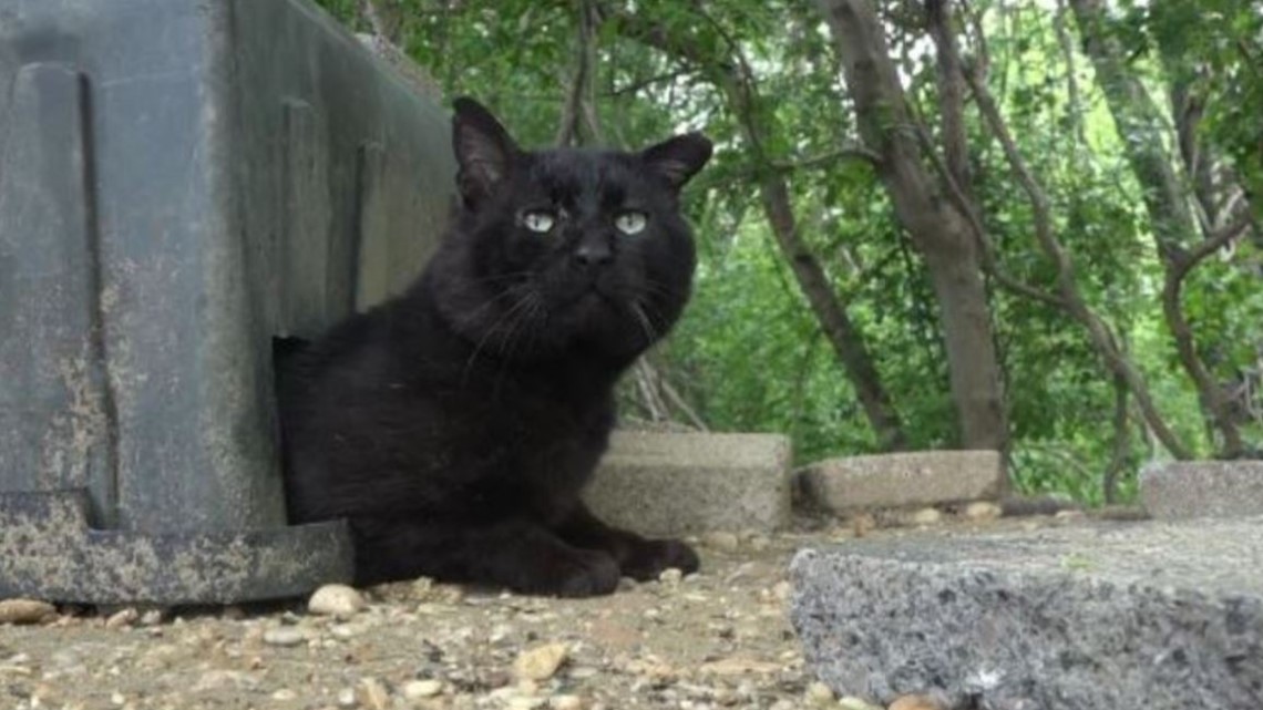 DC Cat Count looks to help the cat community by counting them | wusa9.com