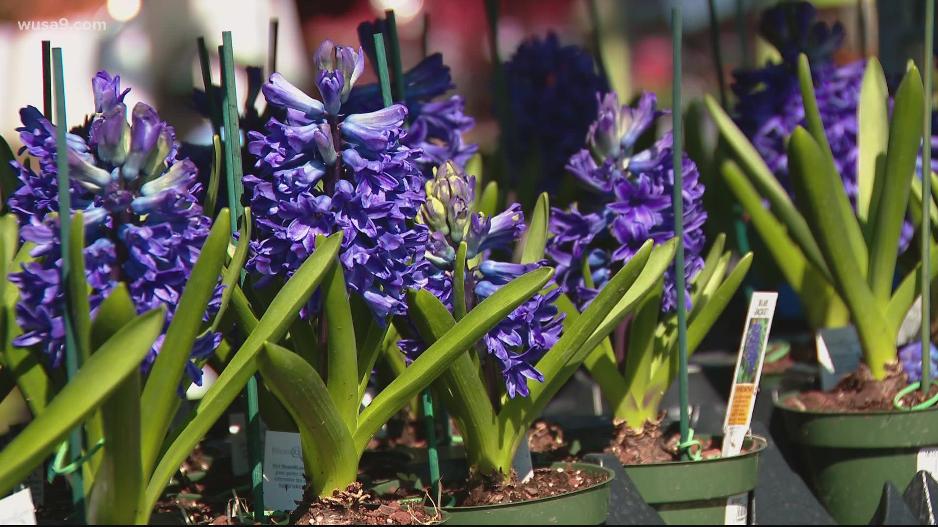 Garden experts advise bringing any already-purchased plants inside as the potential for weekend snow is high.