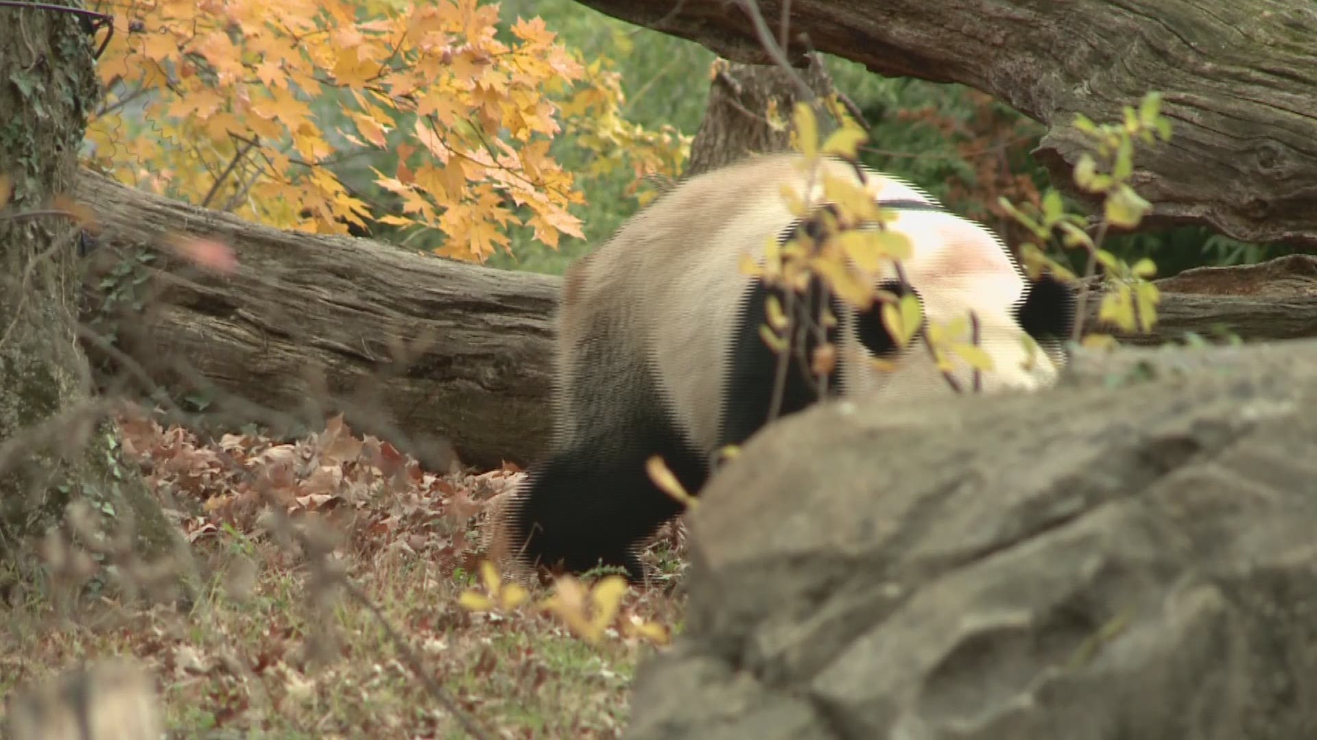Bei Bei heads to China Tuesday, but there's still time to say goodbye.