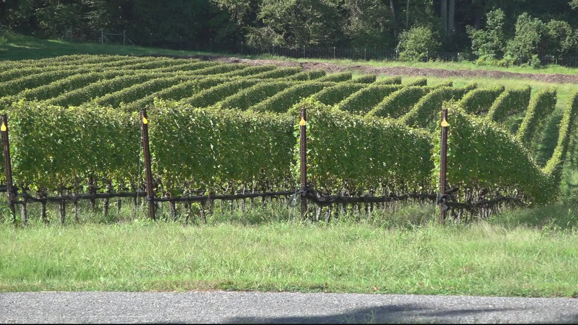 First 'carbon-negative' winery on the East Coast, right here in Maryland.