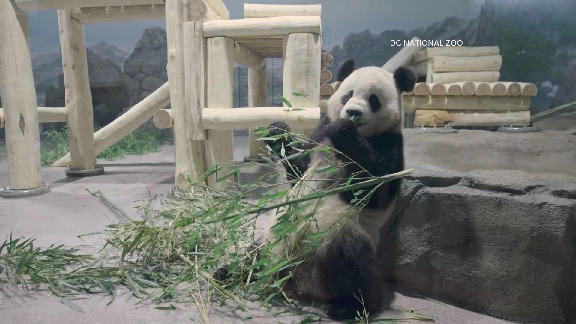 The zoo is officially back open, but you won't be able to see the pandas just yet.