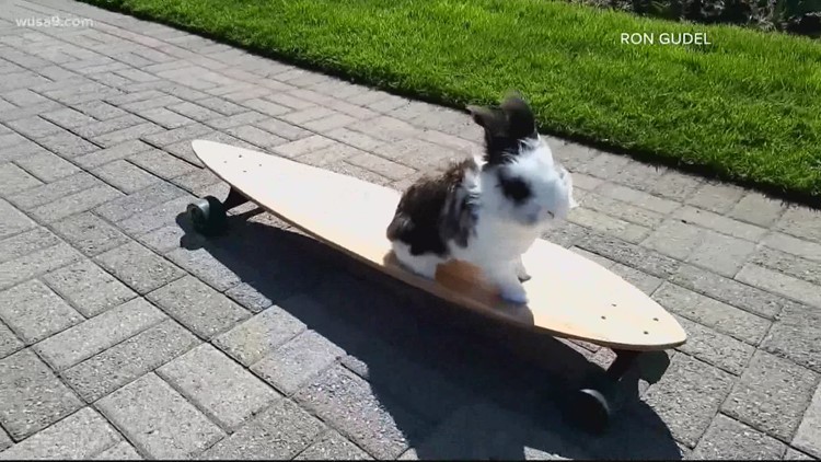 Introducing Cookie the skateboarding bunny! | Get Uplifted