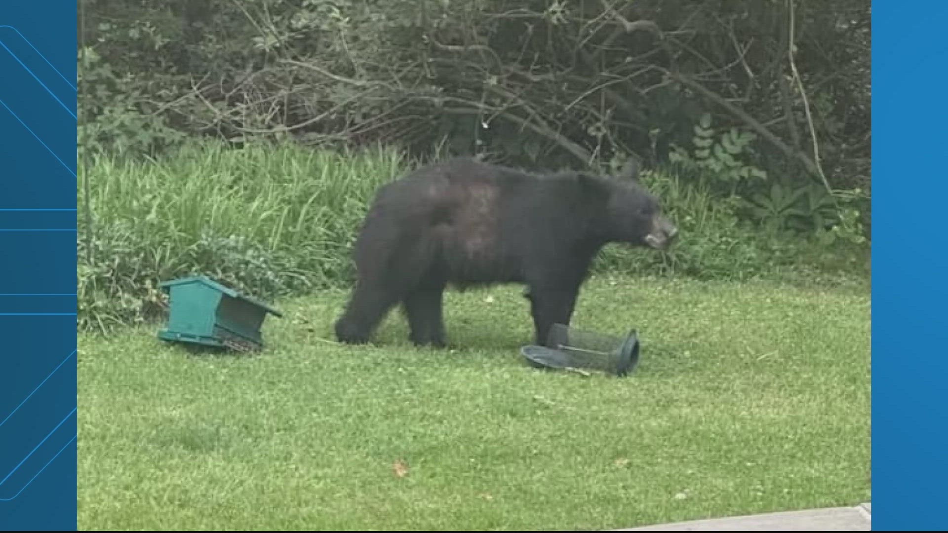 A black bear was spotted this morning in Prince George's County. People reported seeing the bear in both the Hyattsville and University Park areas.