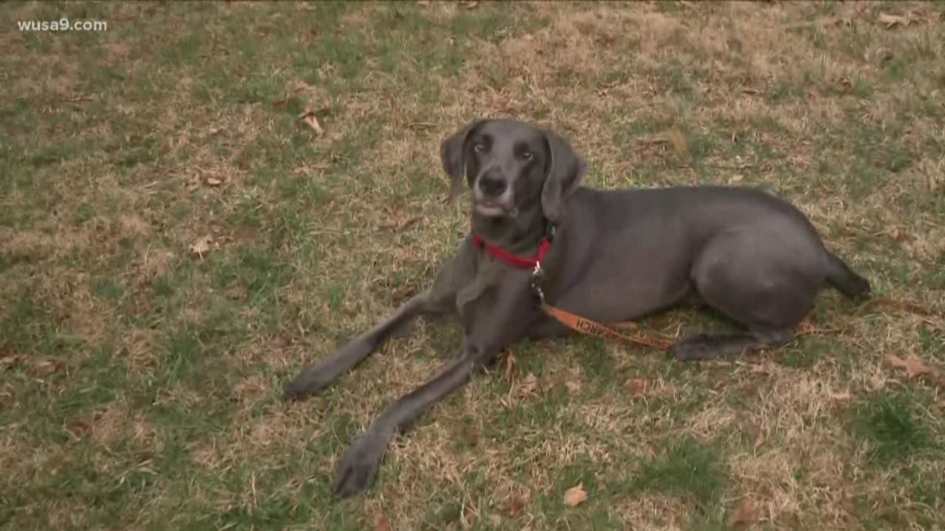 The push for a search and rescue dog increases as missing people in the D.C. area continues.