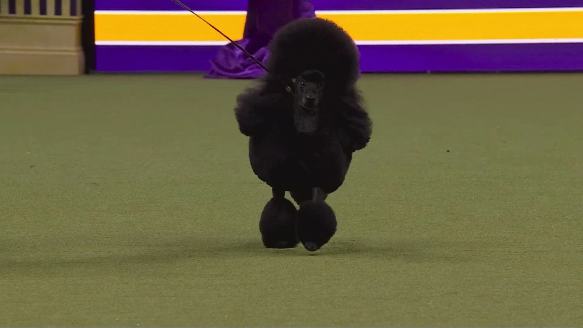 Miniature poodle wins 2024 Westminster Dog Show | wusa9.com