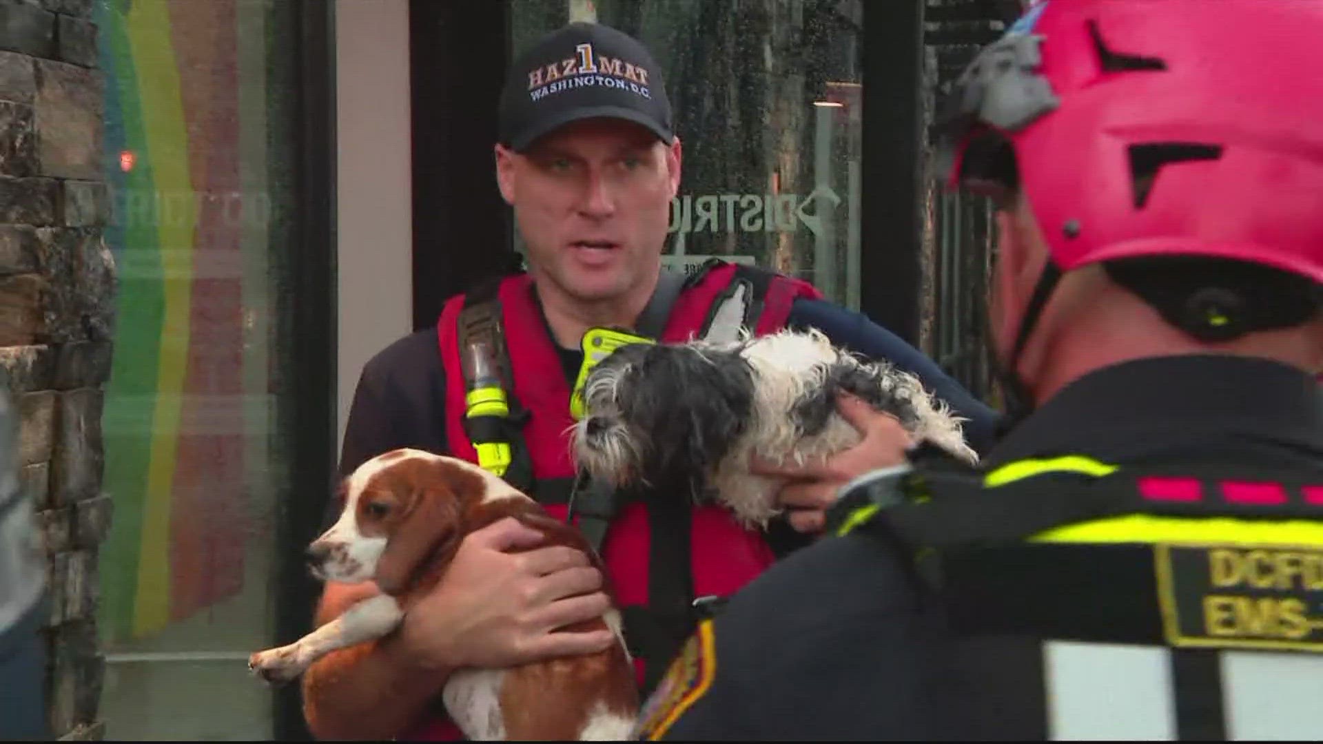 District officials have launched an investigation into a Northeast flood that killed several dogs inside a canine care center on Rhode Island Avenue Northeast.