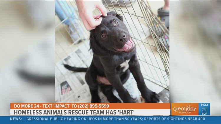 Helping rescue animals and the community with the Homeless Animals Rescue Team