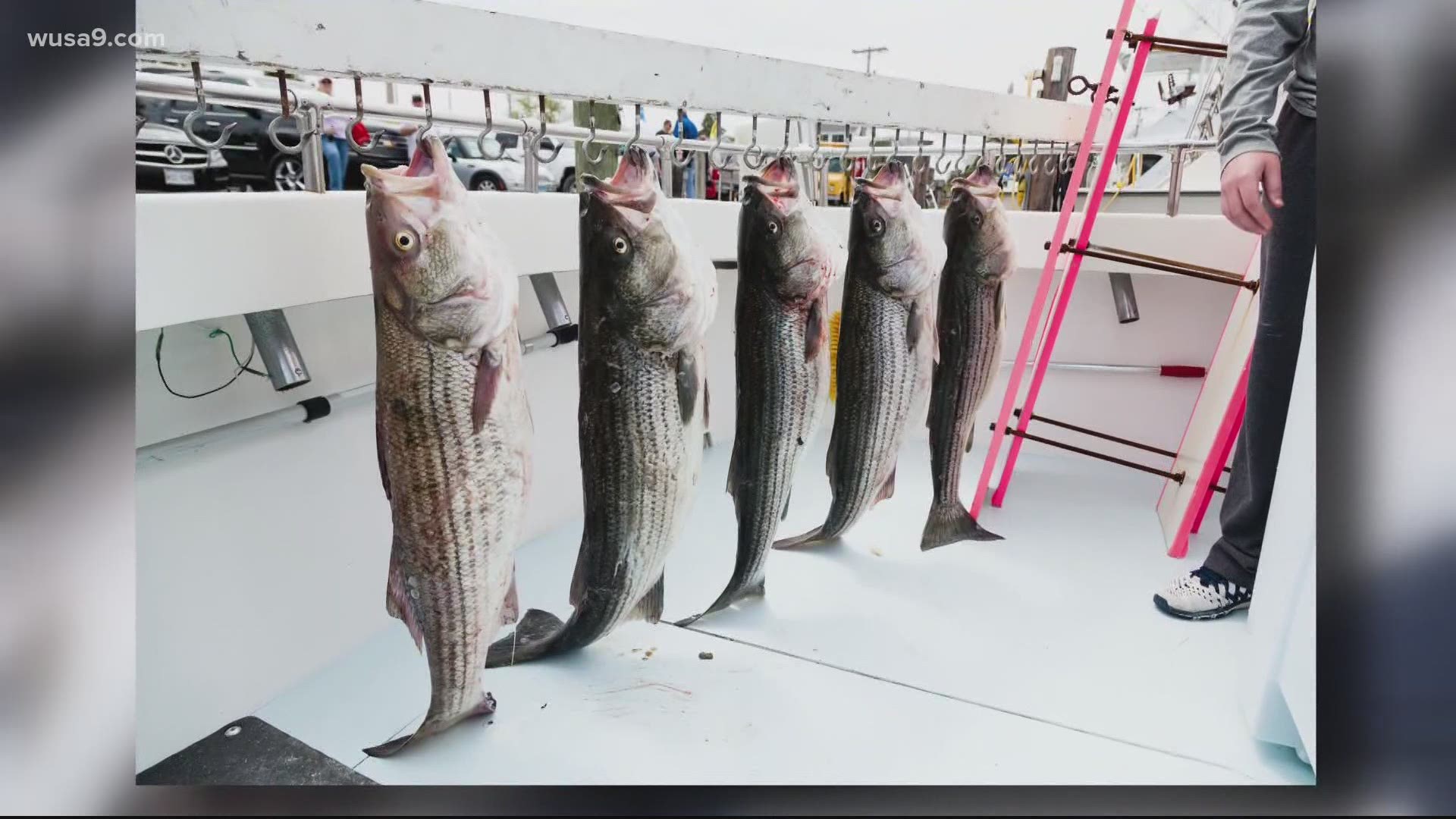 The Maryland Department of Natural Resources (DNR) issued striped bass harvest regulations for recreational anglers and charter boat clients for the summer and fall