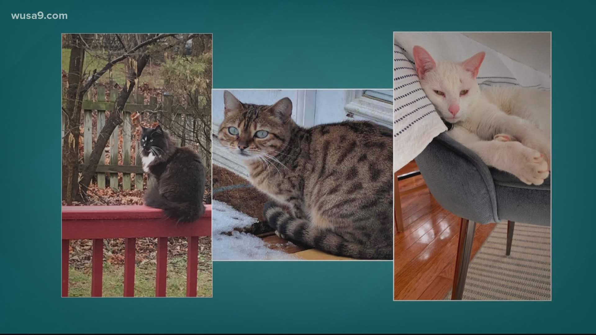 Three Loudoun County pet cats shot within a month 