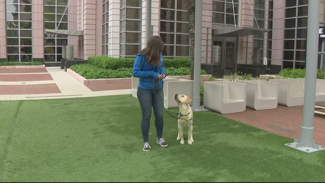 Canine Companions helps train service dogs for those in need | Get Uplifted