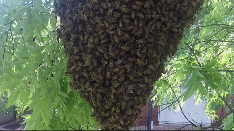 'Swarm Squad' buzzing through DC, relocating hives of more than 20,000 bees