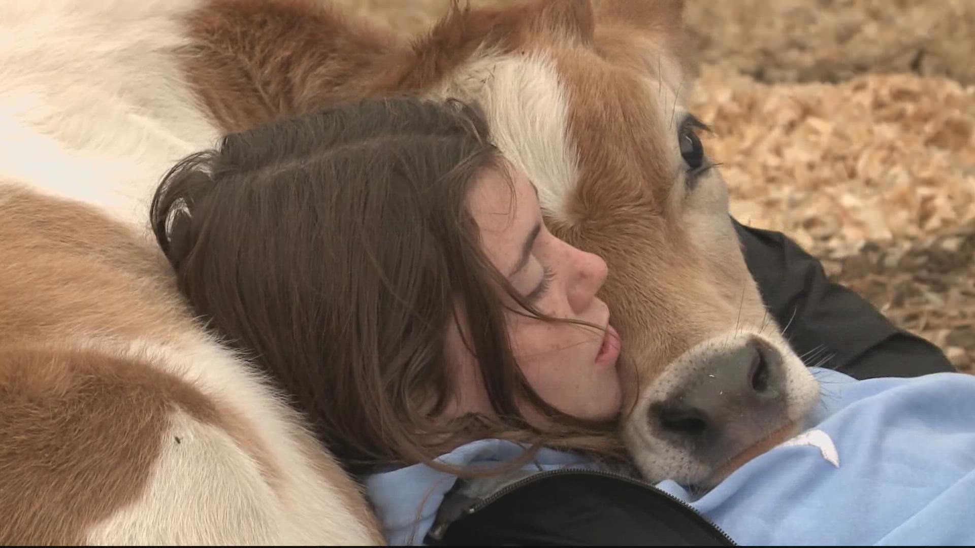 We recently learned Mary's Land Farm in Howard County offers something called "cow cuddling." Today, we hear from the creative genius behind it.