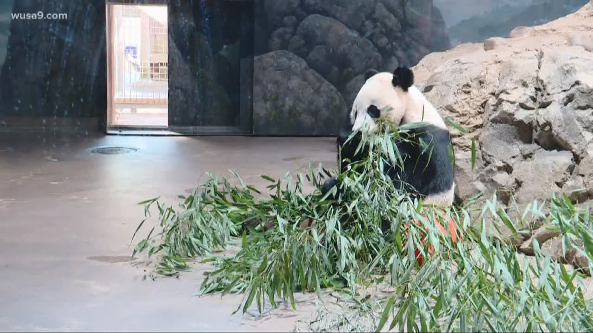 A 4-year-old giant panda, Bei Bei, will be leaving the Smithsonian’s National Zoo on November 19.