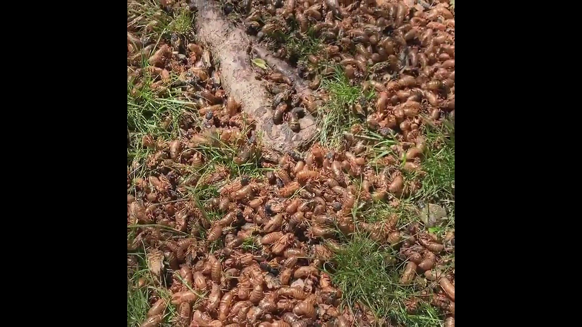 Cicadas have arrived in the DMV