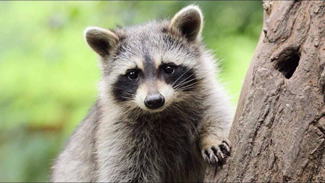 Two Maryland Raccoons Test Positive for Rabies: Health Officials Warn Residents of Exposure Risks and Importance of Preventative Measures