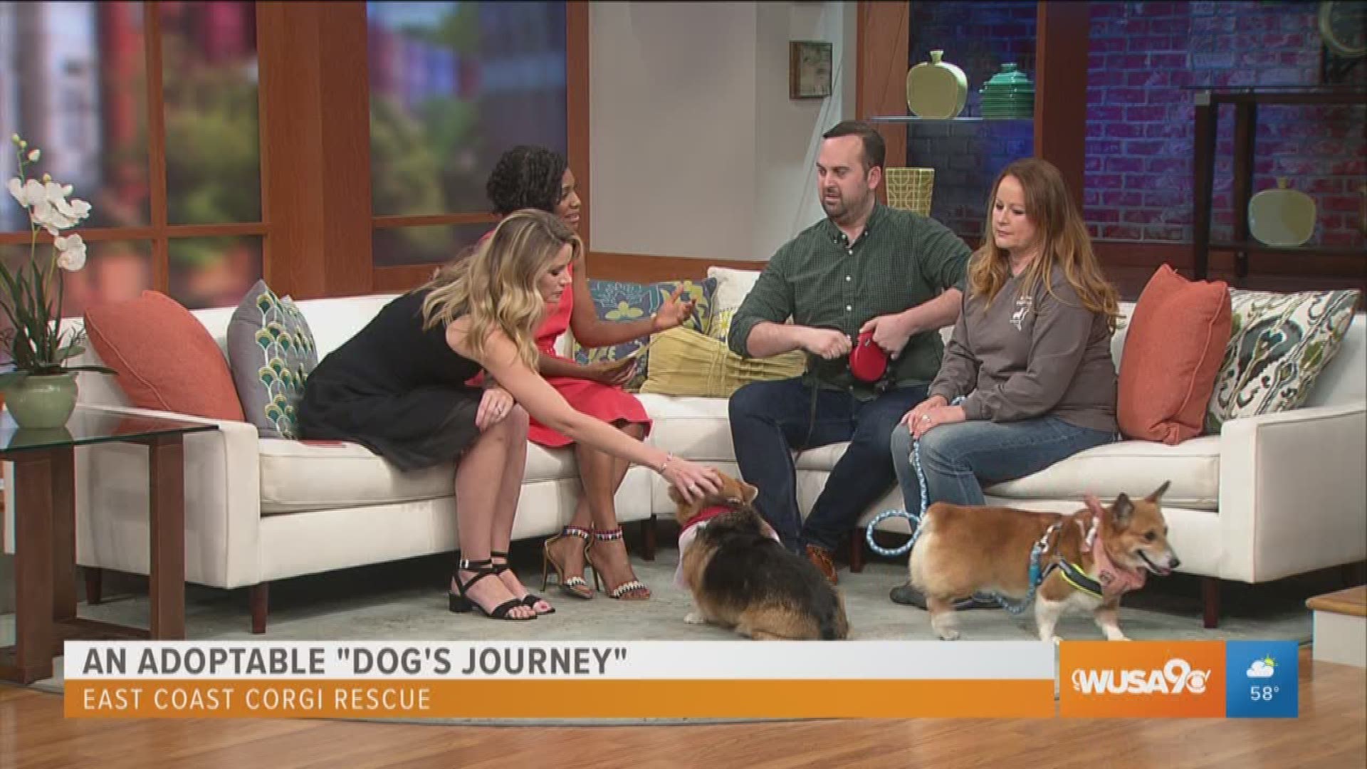 Members of the East Coast Corgi Rescue explain how they rescue adoptable dogs and how you can adopt a corgi yourself. Some friendships transcend lifetimes. “A Dog’s Journey,” the sequel to the heartwarming global hit “A Dog’s Purpose,” is in theaters this Friday!