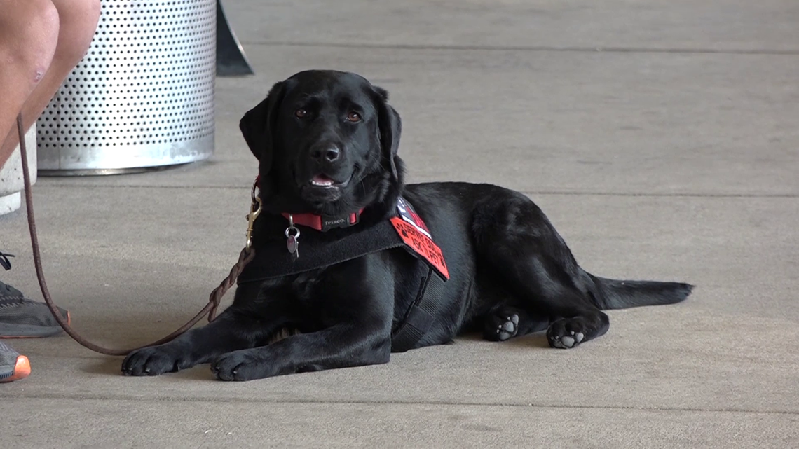 Major', Black Labrador puppy, becomes Philadelphia Phillies' new service  pup in training - 6abc Philadelphia