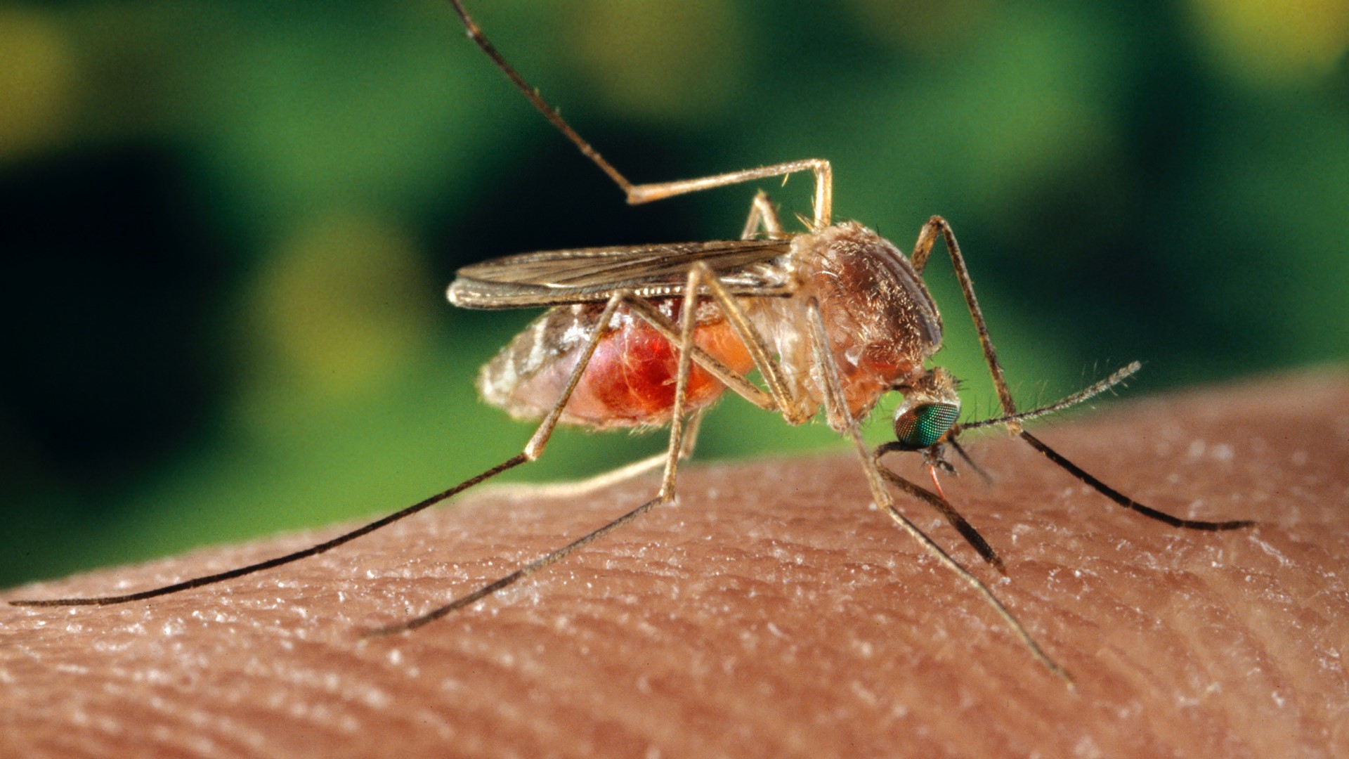 Eleven people in the U.S. have now died from the mosquito-borne illness known as Eastern Equine Encephalitis, or Triple-E.
