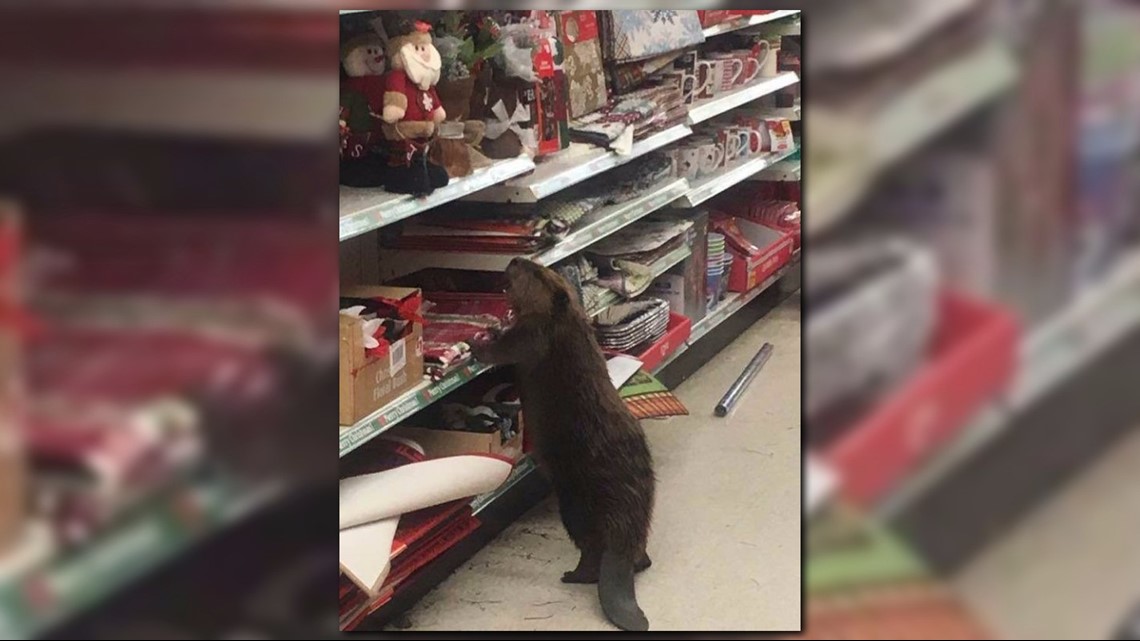 beaver christmas shopping at md dollar store family dollar open christmas day