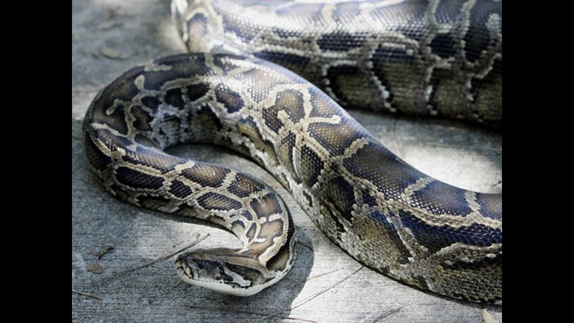Surprise find: Florida python ate 3 deer | wusa9.com