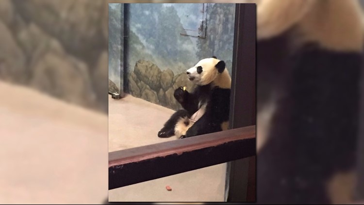 Giant panda Mei Xiang showing signs of pregnancy, Zoo says | wusa9.com