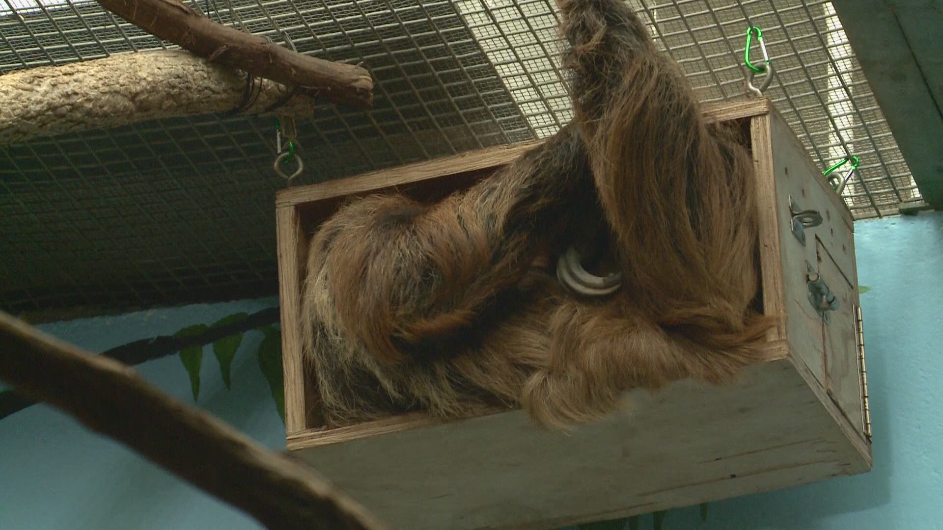 Athena, a 1.5-year-old Southern Two-Toed Sloth, was brought to D.C. from the Ellen Trout Zoo in Texas to mate with 33-year-old Vlad.