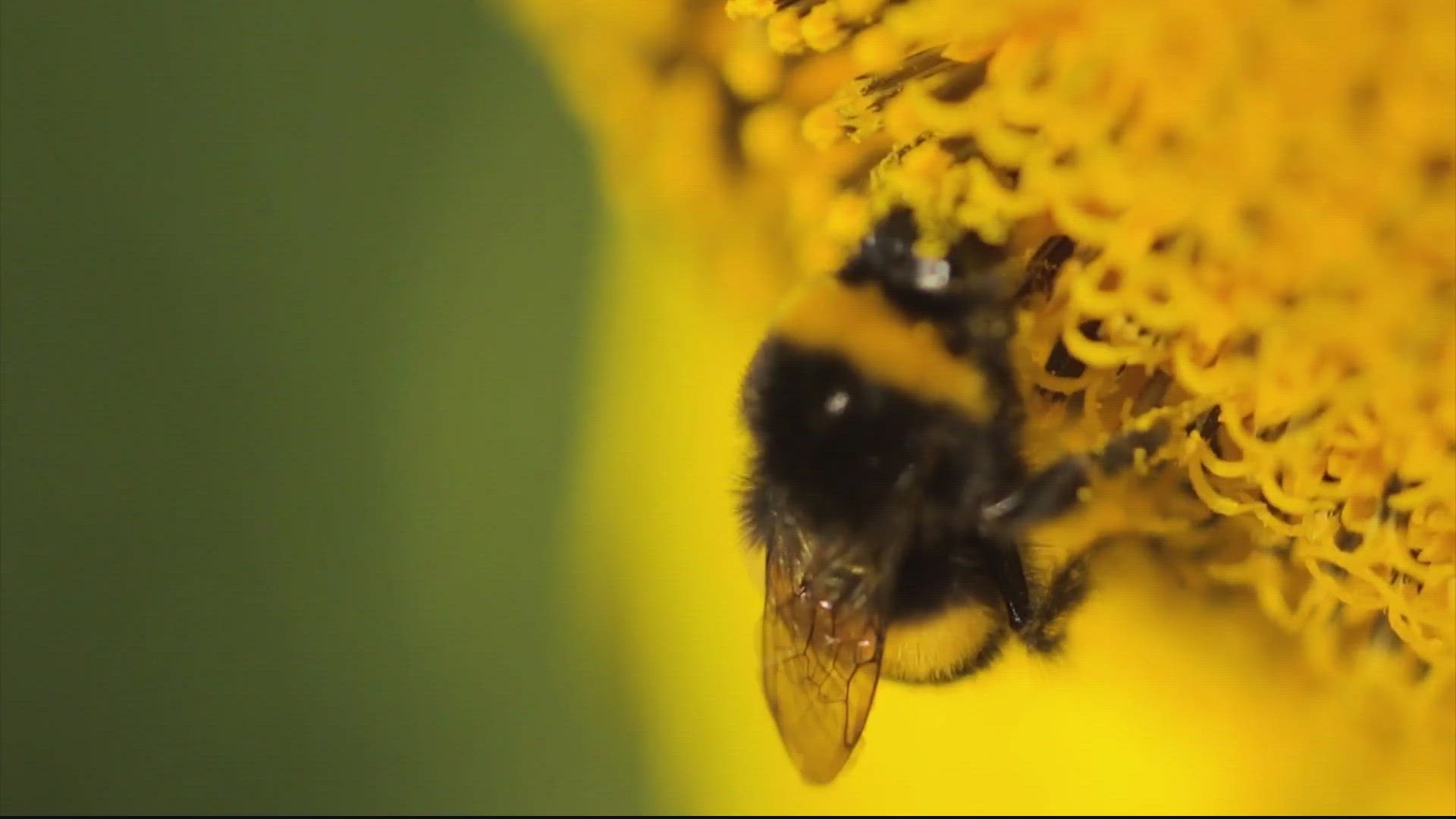 A new study is creating quite the buzz - it found bumblebees are actually - pretty smart.